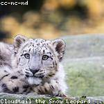 Virgil Lindgren Profile Picture