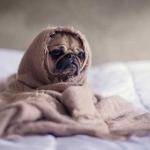Annabelle Swaniawski Profile Picture